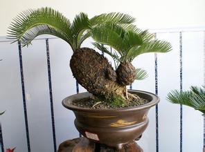 如何種出漂亮柚子(zi)盆栽，需多(duo)久可(kě)以(yi)髮(fa)芽？