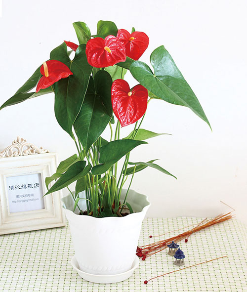 紅(hong)掌