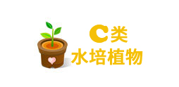 重(zhong)慶水培植物(wù)租賃